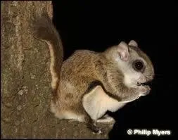 Quel animal suis-je ?