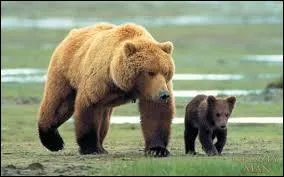 Quel est cet animal ?