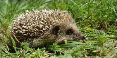 Quel est cet animal ?