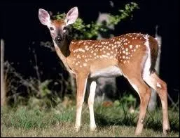 Quel animal suis-je ?