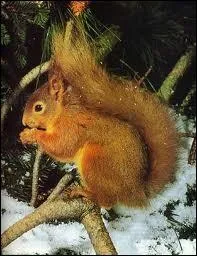 Quel animal suis-je ?