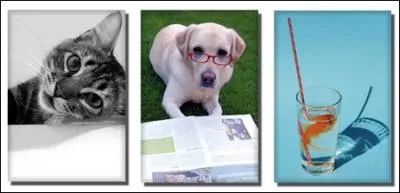 Comment dit-on  J'ai un poisson, deux chats et un chien.   ?