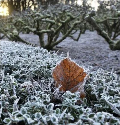 A la Saint-... ... . . , s'il fait gele, le vin diminue de moiti.