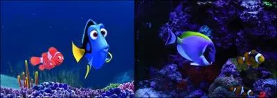 Dans  Le Monde de Nemo , sur l'image de gauche, comment s'appelle ce poisson bleu � la queue jaune ?
