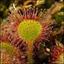 Plante carnivore des tourbires d'Europe dont les feuilles en rosette munies de tentacules peuvent engluer les petits insectes, aussi appele rossolis.