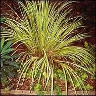 Plante des marais originaire d'Asie du Sud-Est et de l'Inde aussi appele roseau aromatique.