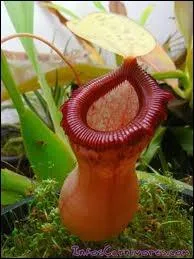 Plante carnivore qui crot en Malaisie et  Madagascar dont les feuilles en vrille se terminent par une urne  couvercle dans laquelle tombent de petits insectes.