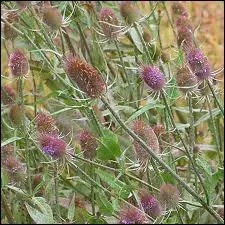 Plante des lieux incultes, utilise autrefois dans l'industrie textile, appele couramment chardon  foulon.