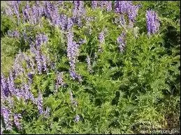 Plante herbace trs commune  vrilles fleuries rappelant celles du pois de senteur.