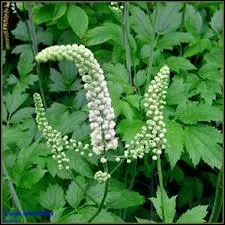 Plante malodorante des forts de montagne couramment appele cimicaire.