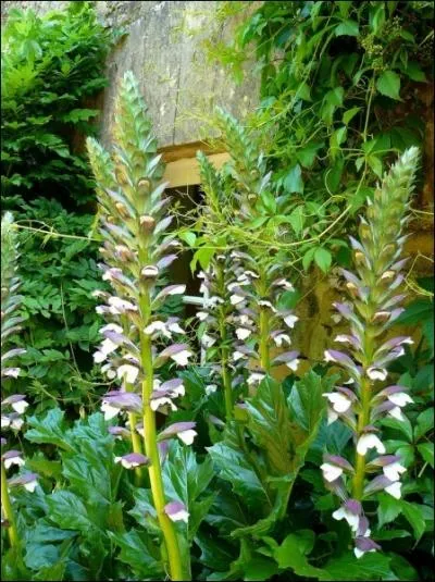 Plante  feuilles trs dcoupes dont une espce ornementale est appele patte d'ours.