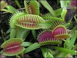 Petite plante de l'Amrique du Nord aussi appele attrape-mouche dont la feuille borde de longs cils et tapisse de poils scrtant un liquide visqueux emprisonne les insectes.