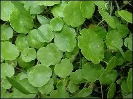 Petite plante vivace appele cuelle d'eau  cause de la forme de ses feuilles.