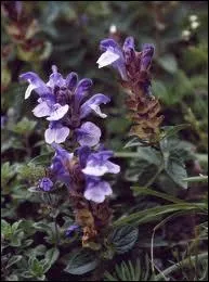 Plante vivace rampante des lieux humides,  fleurs roses ou bleutes.