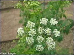Plante des dcombres et des chemins qui renferme un alcalode toxique, la cicutine.