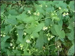 Plante grimpante commune dans les haies dont la racine et les baies sont toxiques.