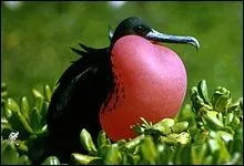 La poche membraneuse, dilatable, visible sur la gorge de certaines espces comme les plicans, les marabouts et les frgates, s'appelle :