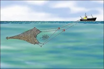 Ce filet, en forme de poche est tran au fond de l'eau ou prs de la surface.