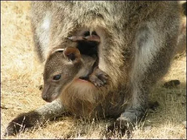 C'est la poche ventrale contenant les mamelles dans laquelle les petits poursuivent leur dveloppement.