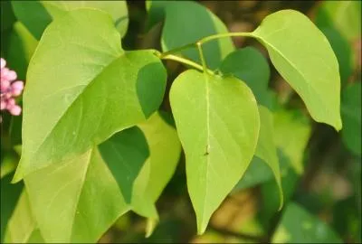 Un des deux mots principaux du titre de la chanson vous fait penser  :