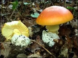 Quel est ce champignon, excellent comestible ?