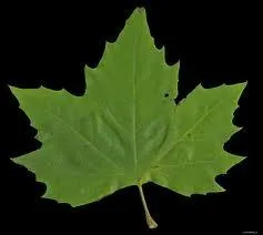 A quel arbre appartient cette feuille ?