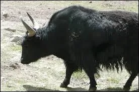 Qu'est-ce qu'un dzo ?