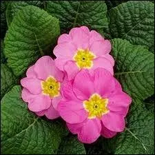 Que sont ces fleurs printanires ?