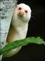 Quel est cet animal appaent aux marsupiaux qui porte le nom d'un plat d'Afrique du Nord ? ?