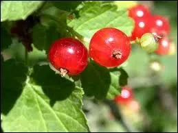 Quelle est cette baie rouge ?