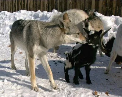  Le loup se moque bien de tes cornes. Il m'a mang des biques autrement encornes que toi... Tu sais bien la vieille Renaude qui tait ici l'an dernier   ? Qui est l'auteur de cet extrait ?