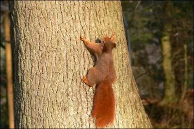Il manifeste une prfrence pour les cnes de pins, d'pinettes, de sapins et autres, mais cela ne l'empche pas de rafler les noix, les glands, les noisettes et les graines de toutes sortes.