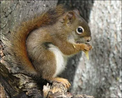 Reconnaissez-vous celui-ci ?