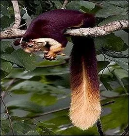 Il possde des pinceaux de poils bien dvelopps sur les oreilles. On le dit gant : 40 cm pour le corps et 50 cm pour la queue. Observez bien son magnifique pelage et trouvez qui il est.