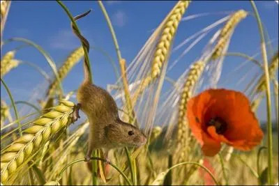 Cette photo donne un rare aperu de la vie secrte de ce joli petit animal agile.