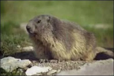 Elle vit dans les Alpes et les Pyrnes.