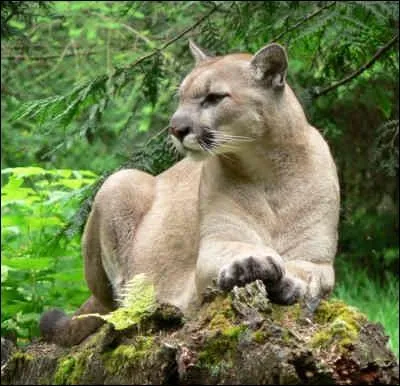 Le puma grogne, feule ou ronronne mais ne rugit pas. Quel autre nom lui donne-t-on ?