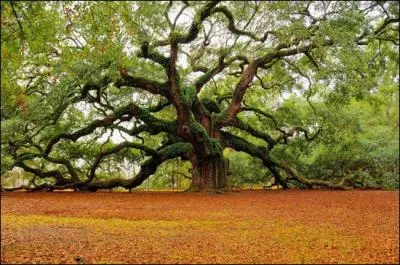 Venez visiter Charleston, vous pourrez y admirer le chne  Angel Oak , g de plus de 1500 ans, En Caroline du Sud !