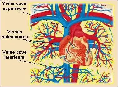 Quel liquide coule dans nos veines ?