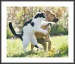 Les chiens aiment-ils les chats ?