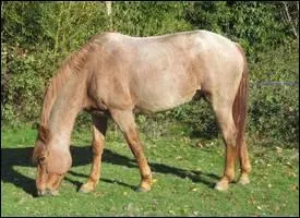 Son corps est parsem de poils blancs, et l'on sait que cette proportion de poils blancs est stable dans le temps : la robe est  robe de base  +  granit . Voici un ...