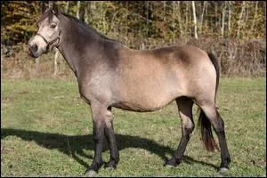 On discerne des poils noirs dissmins dans la robe parmi les poils de sa robe de base. Sa robe est donc  robe de base + fum  , nous voyons un cheval ...