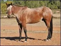 Son corps est parsem de poils blancs, dont la proportion devient de plus en plus importante avec le temps : sa robe est donc  robe de base + grisonnant . C'est le (l')...