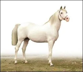 Cette robe reste trs rare et  ne pas confondre avec certains gris dont la distinction se fait par la couleur de la peau. Le cheval est ...