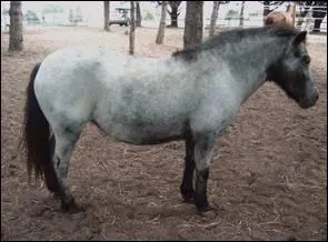 Le gne dominant du grisonnement peut affecter de nombreux poulains qui naissent d'apparence noire. Il bloque peu  peu la migration des pigments dans le pelage, des poils blancs apparaissent : ...