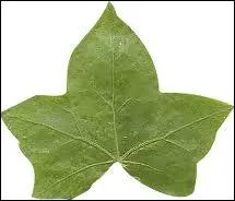 Quelle est cette feuille ?