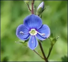 Quelle est cette fleur ?