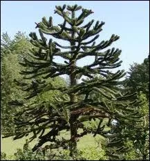 Quel arbre d'Amrique du Sud et d'Ocanie aux feuilles cailleuses est aussi appel dsespoir des singes ?