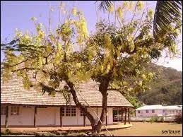 Quel arbre tropical  fleurs jaunes et  fruits en gousse est aussi appel sn ?