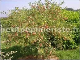 Quel arbuste des rgions chaudes et tempres d'Eurasie  fleurs jaunes en grappes est aussi appel sn d'Europe ?